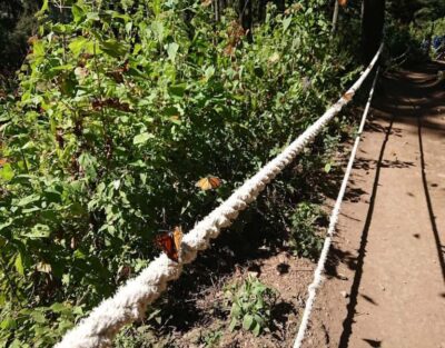 Monarch Butterfly