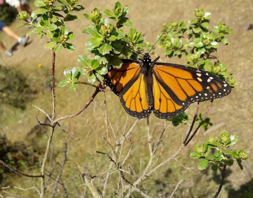 Monarch Butterfly - Booking decision: should you choose this monarch tour?