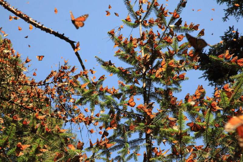 Monarch Butterfly Sanctuary Tour from Mexico City - Key Points You Should Know