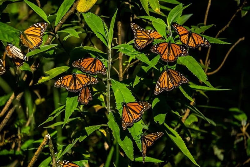 Monarch Butterfly Sanctuary Tour from Mexico City - From Barceló México Reforma to the Monarch Butterfly Sanctuary