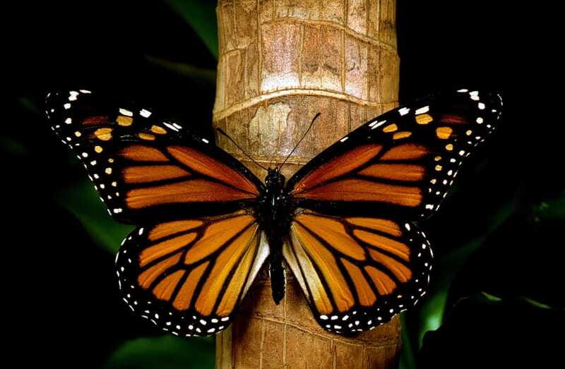 Monarch Butterfly Sanctuary Tour from Mexico City - Valle de Bravo: Mission Church, Town Strolls, and Time to Shop