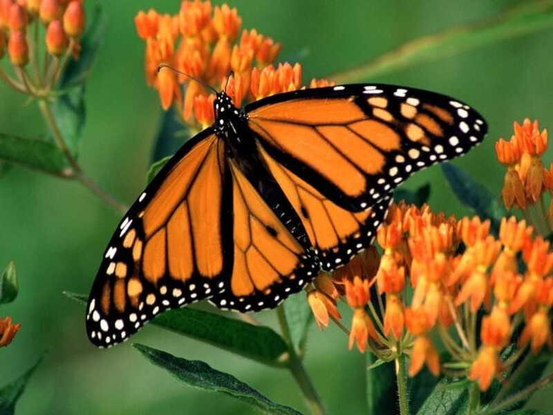 Monarch Butterfly Sanctuary Tour from Mexico City - Price and Value: Does $79 Add Up?