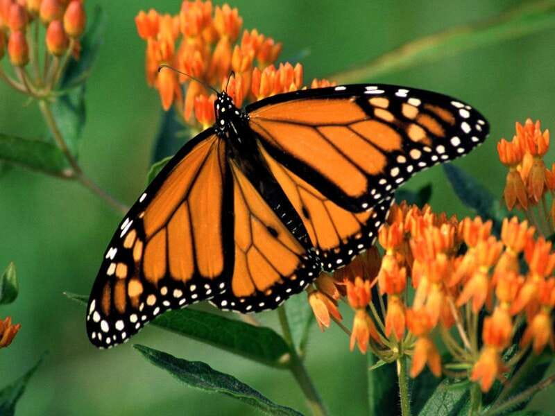 Monarch Butterfly Sanctuary Tour from Mexico City - Piedra Herrada Sanctuary Walk, Monarch Facts, and How the Terrain Actually Feels