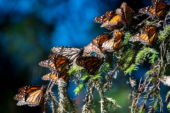 Monarch Butterfly Tour (Departing from Morelia) - Key points to know before you go