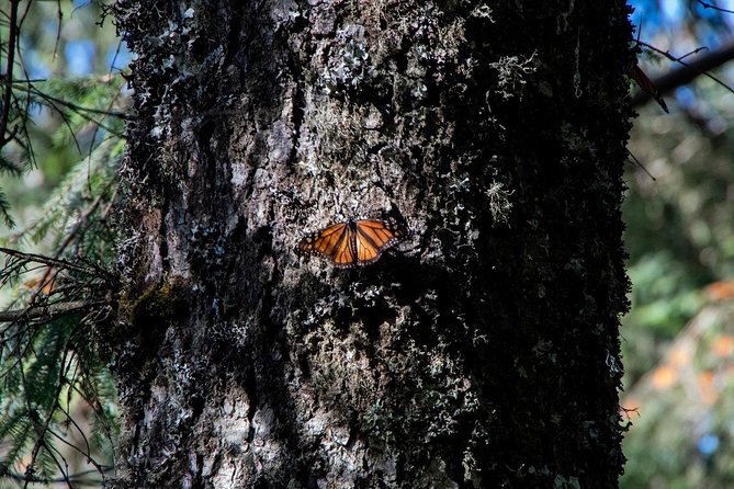 Monarch Butterfly Tour (Departing from Morelia) - Sierra Chincua works best when you arrive early