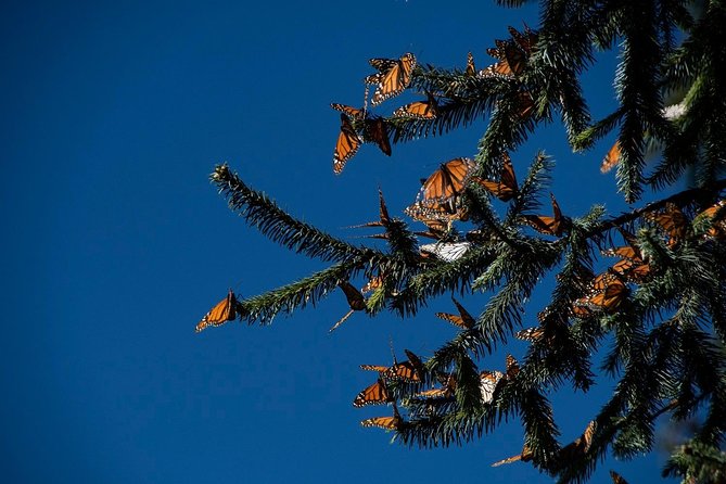 Monarch Butterfly Tour (Departing from Morelia) - The main stop: La Reserva de la Biosfera Mariposa Monarca (Sierra Chincua)