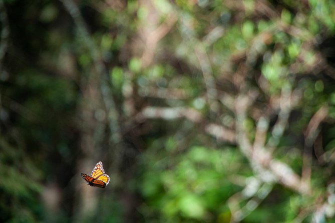 Monarch Butterfly Tour (Departing from Morelia) - Altitude and rough terrain: how to prepare without ruining your day
