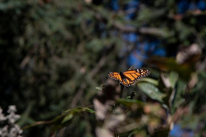 Monarch Butterfly Tour (Departing from Morelia) - Timing detail: why the morning change feels almost staged