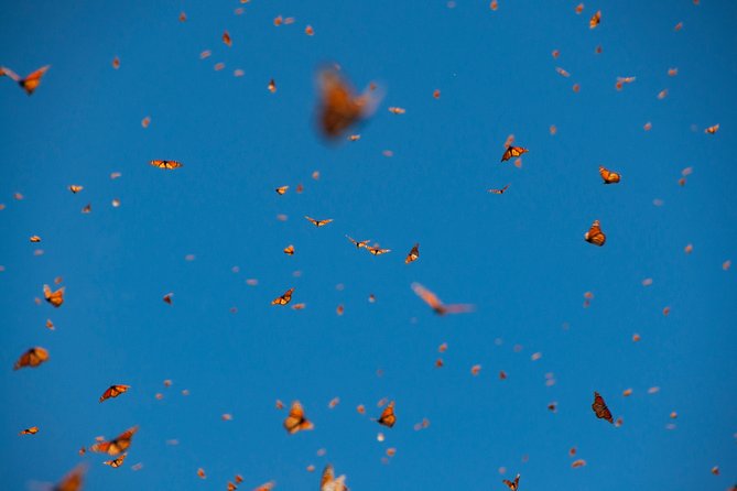 Monarch Butterfly Tour (Departing from Morelia) - Camera and photos: how to get results you will actually keep
