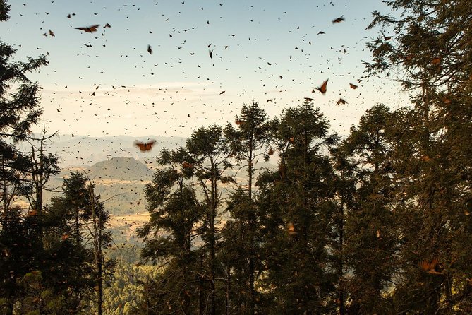 Monarch Butterfly Tour (Departing from Morelia) - What is included, what is not, and how you will eat