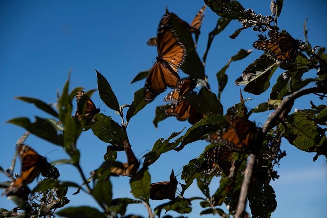 Monarch Butterfly Tour (Departing from Morelia) - Guide quality and the science-story blend you can feel