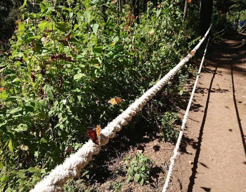 Monarch Butterfly - The oyamel forest walk, where “2 km” can feel like more