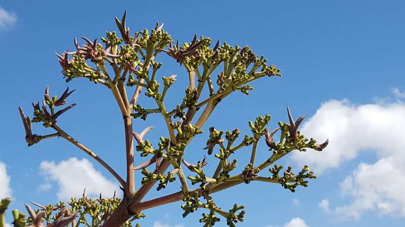 Oaxaca: Mezcal Adventure - Learning from maestros mezcaleros: what shapes flavor beyond the label