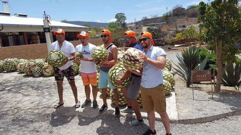 Oaxaca: Mezcal Adventure - Agave plantation time: how that plant becomes your tasting toolkit