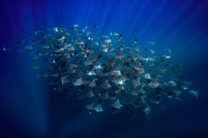 Ocean Safari: Sea Lions, Mobula Rays, Dolphins, Orcas & Whales - Key things to know before you go