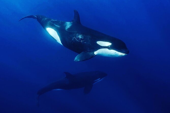 Ocean Safari: Sea Lions, Mobula Rays, Dolphins, Orcas & Whales - How the 8:00 am panga safari runs from Playa Central