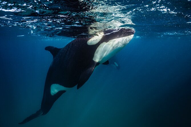 Ocean Safari: Sea Lions, Mobula Rays, Dolphins, Orcas & Whales - Whale watching in Baja: humpbacks, sperm whales, and blue whale chances