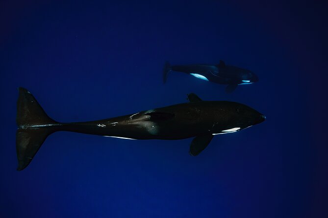 Ocean Safari: Sea Lions, Mobula Rays, Dolphins, Orcas & Whales - What the 5 hours feels like on the water