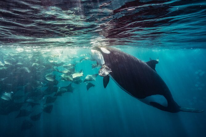Ocean Safari: Sea Lions, Mobula Rays, Dolphins, Orcas & Whales - Safety, respect, and the no-harassment rule