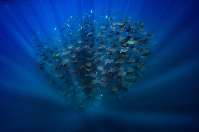 Ocean Safari: Sea Lions, Mobula Rays, Dolphins, Orcas & Whales - Who this Ocean Safari suits best