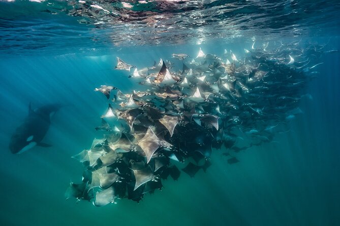 Ocean Safari: Sea Lions, Mobula Rays, Dolphins, Orcas & Whales - Mobula ray snorkeling: what it means when the schools show up