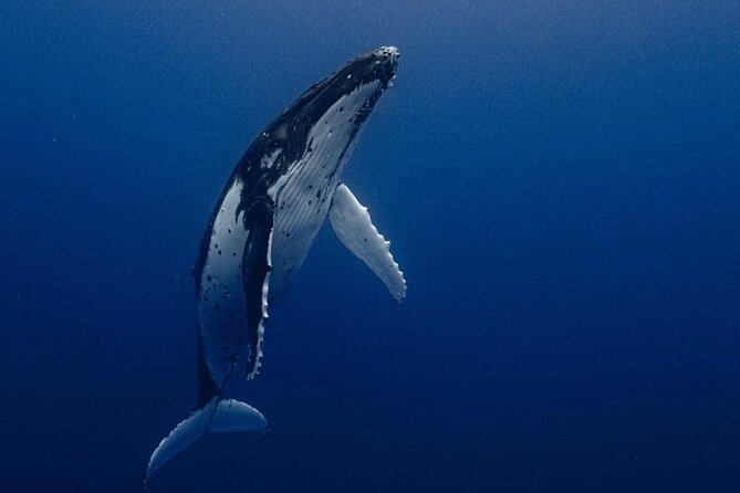 Ocean Safari Tour in Cabo San Lucas - Key Highlights to Know Before You Go