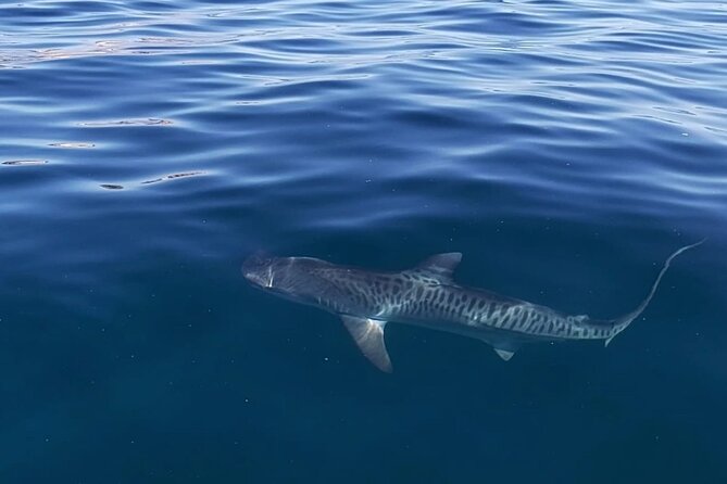 Ocean Safari Tour in Cabo San Lucas - How This 4.5-Hour Ocean Safari Works, Start to Finish
