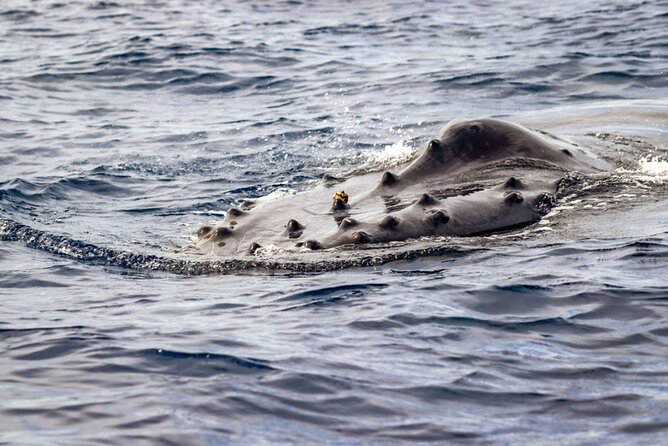 Ocean Safari Tour in Cabo San Lucas - Meeting Point, Timing, and Boat-Trip Practicalities