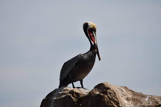 Ocean Safari Tour in Cabo San Lucas - Why the Guides Matter More Than the Species List