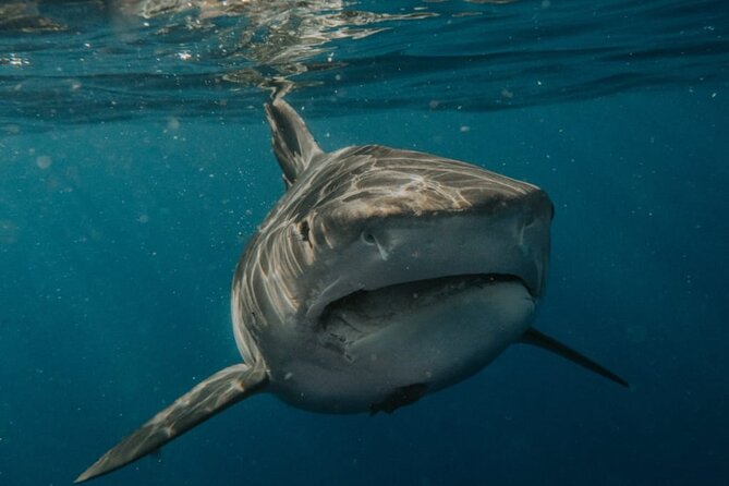 Ocean Safari Tour in Cabo San Lucas - Price and Value: Is $208.97 Worth It?