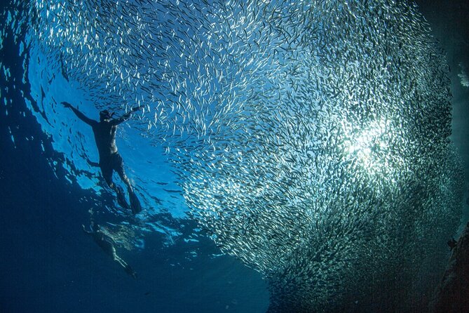 Ocean Safari Tour in Cabo San Lucas - Who This Ocean Safari Is Best For