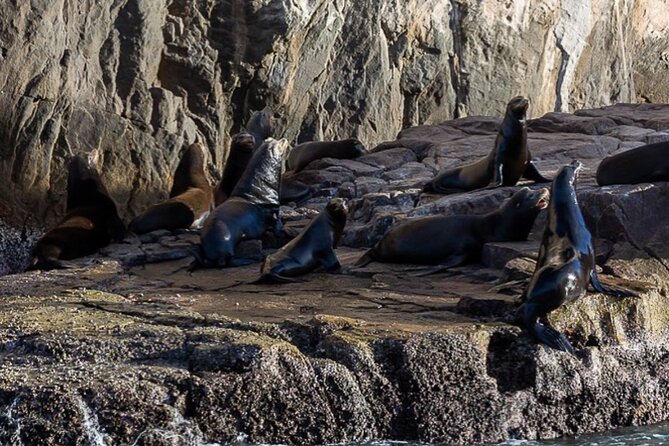 Ocean Safari Tour in Cabo San Lucas - What to Bring (So You Are Not Fighting the Day)