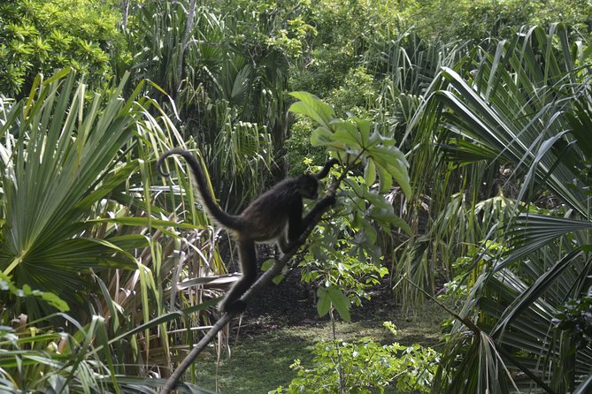 One Day Tour to Chacchoben Mayan City and Bacalar Lagoon with a Certified Guide - Lunch by the water: fajitas and aguas frescas that actually matter