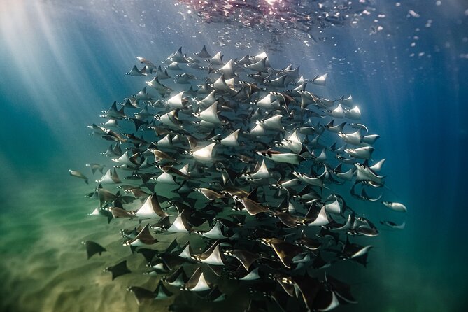 Open Ocean Safari and Whale Watching - Key things to know before you go