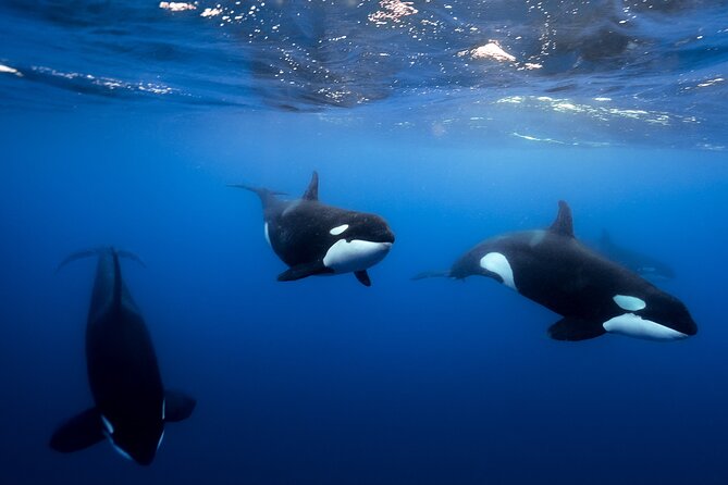 Open Ocean Safari and Whale Watching - El Arco de Cabo San Lucas: the signature photo moment