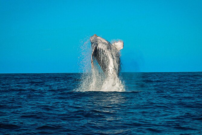 Open Ocean Safari and Whale Watching - Sea of Cortez open-water search for whales, dolphins, rays