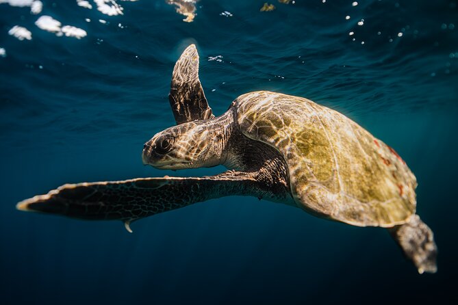 Open Ocean Safari and Whale Watching - Snorkeling in the water: gear is included, timing can vary