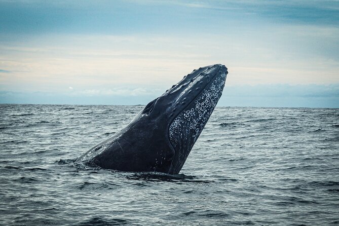 Open Ocean Safari and Whale Watching - Guides who work the sea, and help you understand it