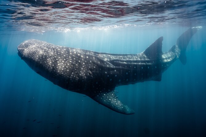 Open Ocean Safari and Whale Watching - Photos and videos: more than a souvenir