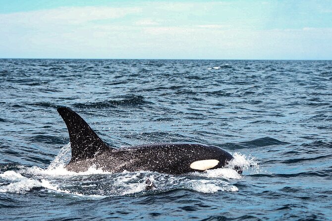 Open Ocean Safari and Whale Watching - Value check: is $215 worth it for a Cabo half-day?