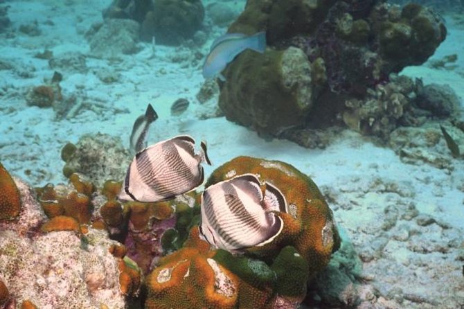 Pelican Rock Snorkeling and Sightseeing Adventure - The boat setup, and why it changes how the trip feels
