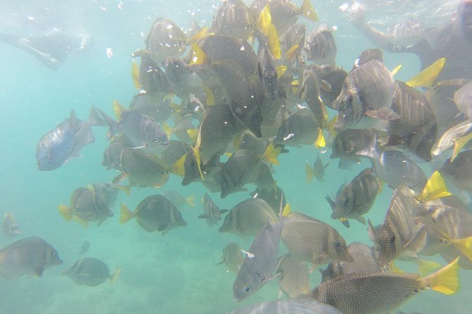 Pelican Rock Snorkeling and Sightseeing Adventure - Time on the water, time on land, and what fits in your day