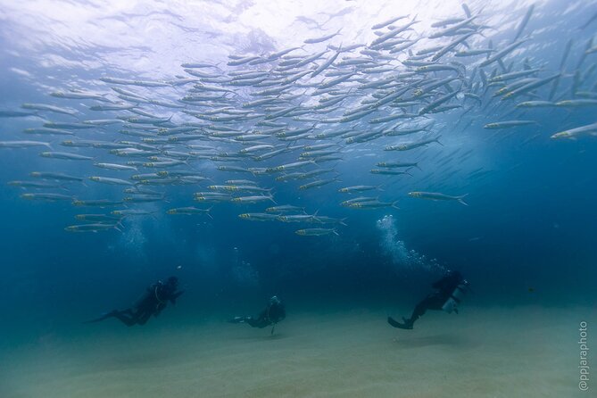 Private Beginner Scuba Diving Experience in Cabo San Lucas - Where You Start in Cabo, and What the 2.5 Hours Actually Looks Like