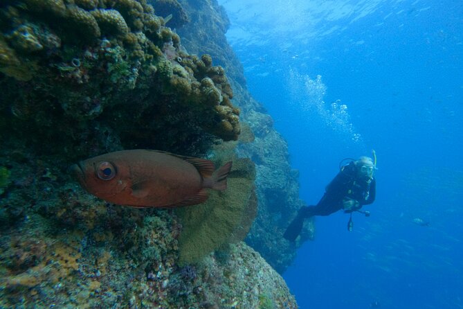 Private Beginner Scuba Diving Experience in Cabo San Lucas - Who This Experience Fits Best (And Who Should Rethink It)