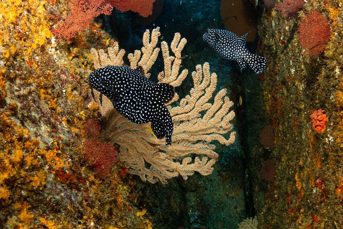 Private Beginner Scuba Diving Experience in Cabo San Lucas - Timing, Meeting Point, and What to Do So You Feel Ready