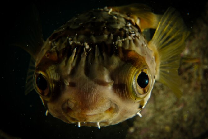 Private Beginner Scuba Diving Experience in Cabo San Lucas - Weather, Medical Forms, and the Things That Can Affect Your Day