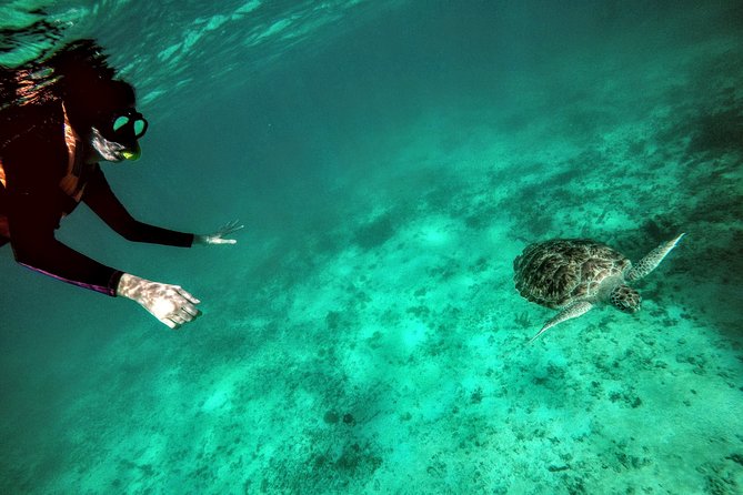 Private Cenote & Snorkeling Tour with Turtles in Akumal - Why Akumal Turtles and Taak Bi Ha Cenote Pair So Well