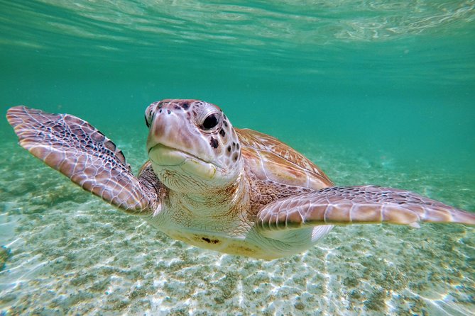 Private Cenote & Snorkeling Tour with Turtles in Akumal - Akumal Bay Turtle Snorkel: Warm-Water Etiquette and Close Wildlife Chances