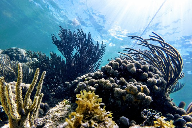 Private Cenote & Snorkeling Tour with Turtles in Akumal - What’s Included: Gear, Lunch, and Entrance Fees That Save You Headaches