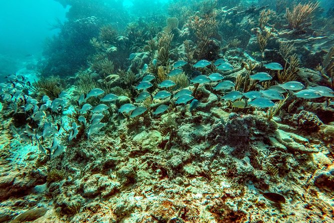 Private Cenote & Snorkeling Tour with Turtles in Akumal - Price and Logistics: Is $180 Worth It for a 5-Hour Private Day?